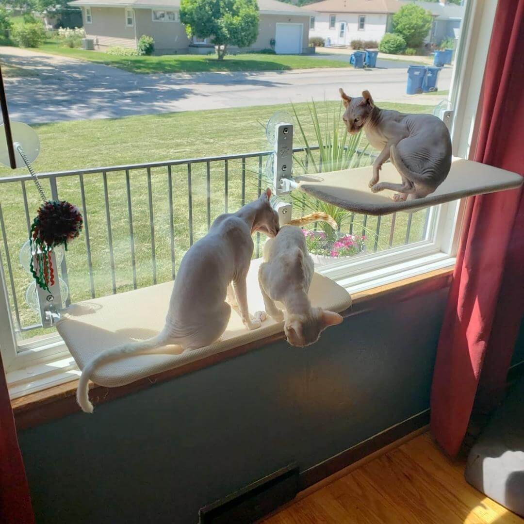 Hamaca de Ventana para Gato Nymock